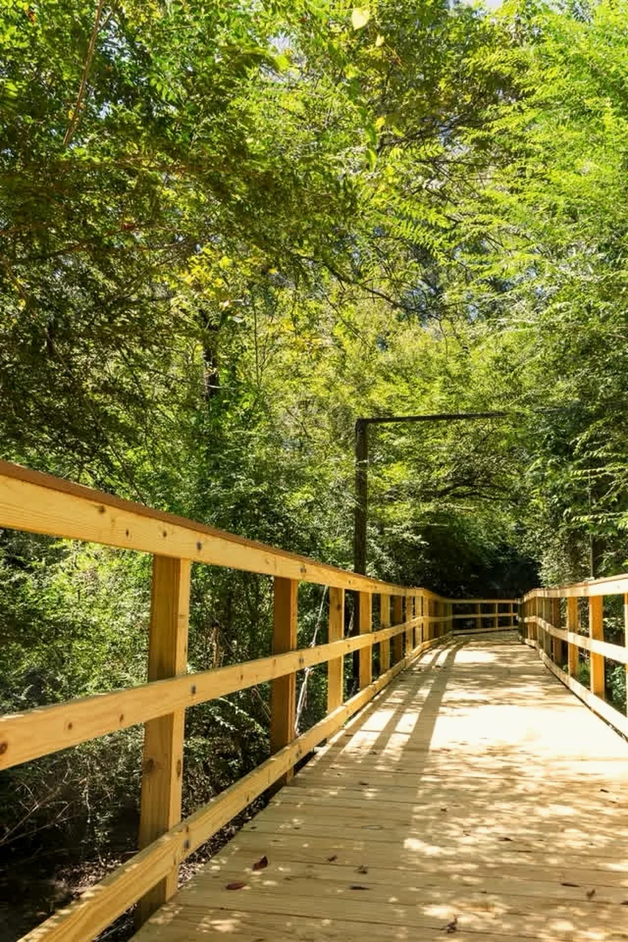 The wooden boardwalk on the Eastgate Park trail, shaded by bright green canopy